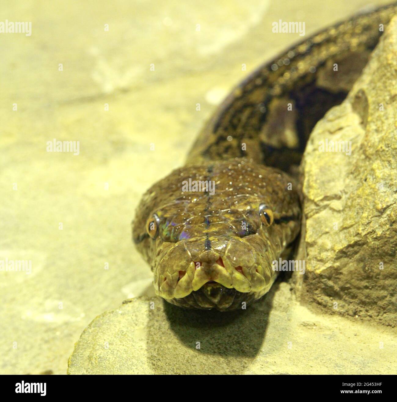 Big snake boa looking at the camera Stock Photo