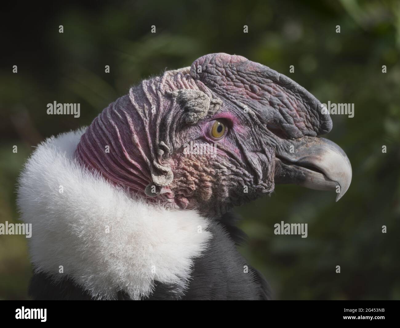 Bald eagle head shot hi-res stock photography and images - Alamy