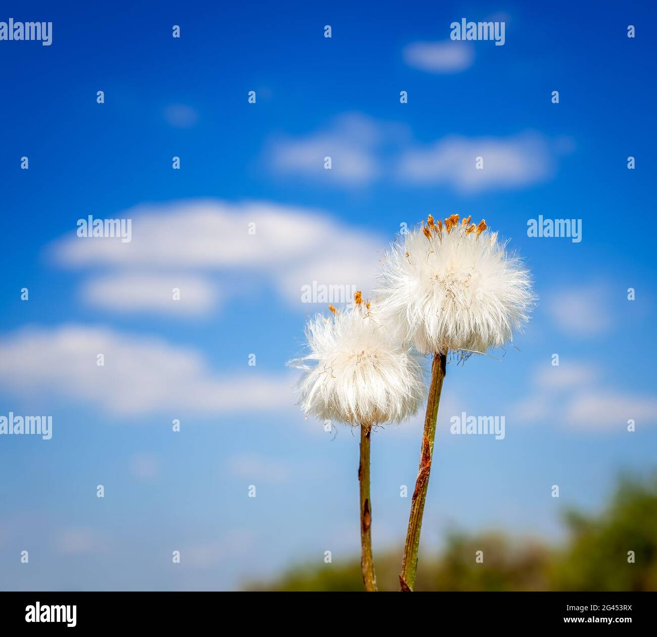 Dandelion flowers on blue background Stock Photo