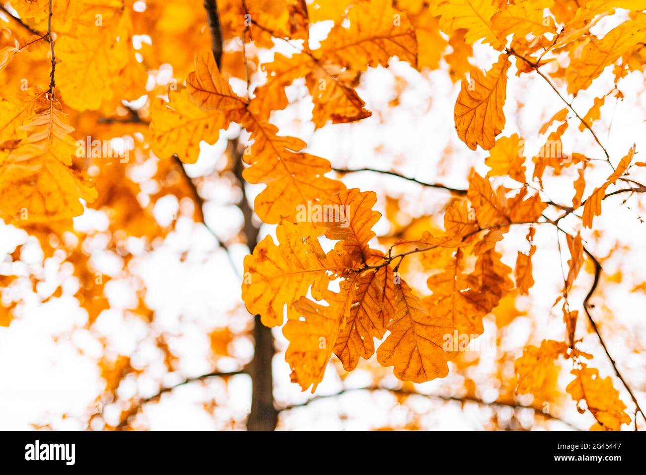 Beautiful oak tree branch with yellow and green leaves hires stock