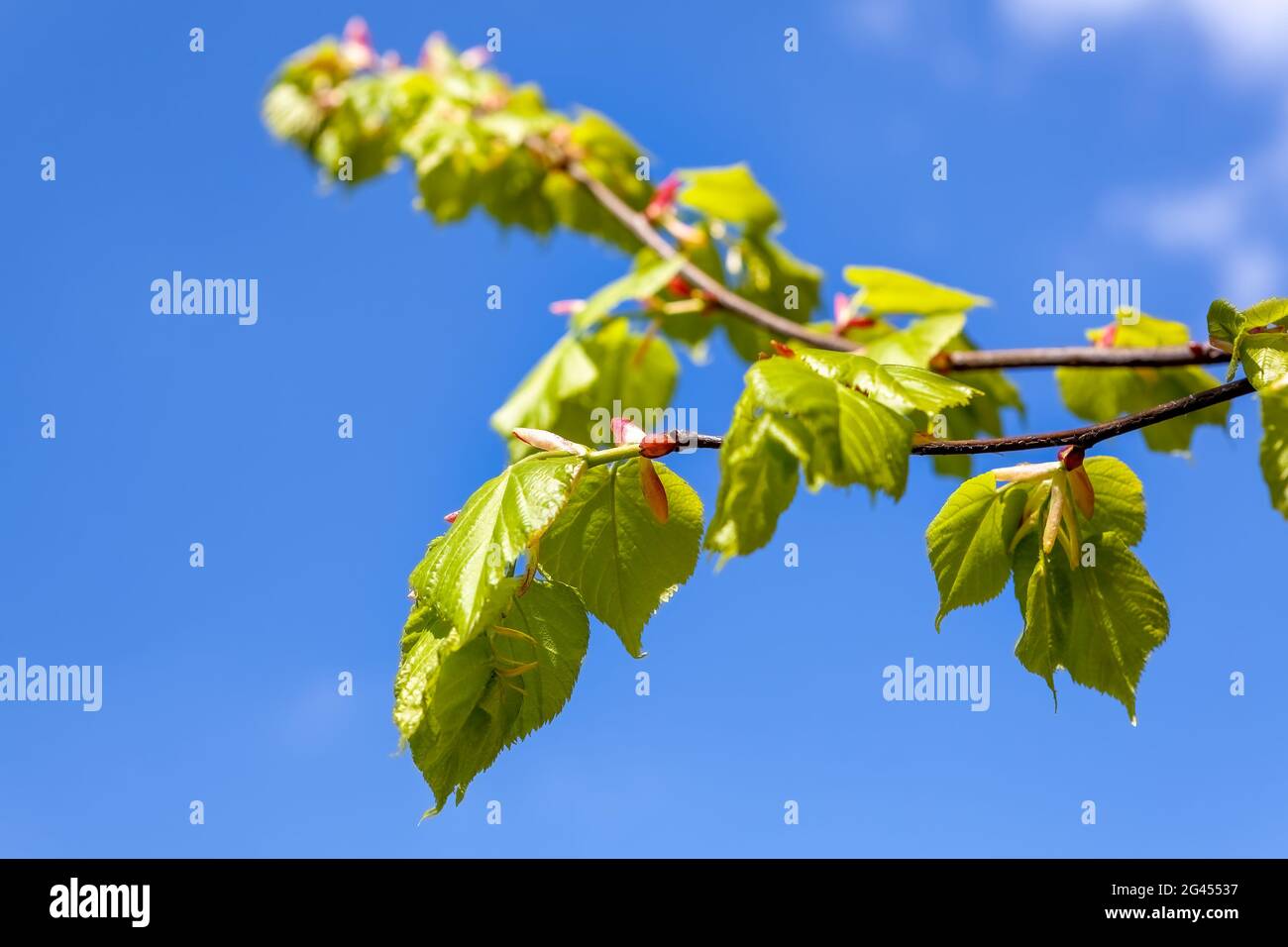 Leaves against bright blue sky hi-res stock photography and images - Alamy