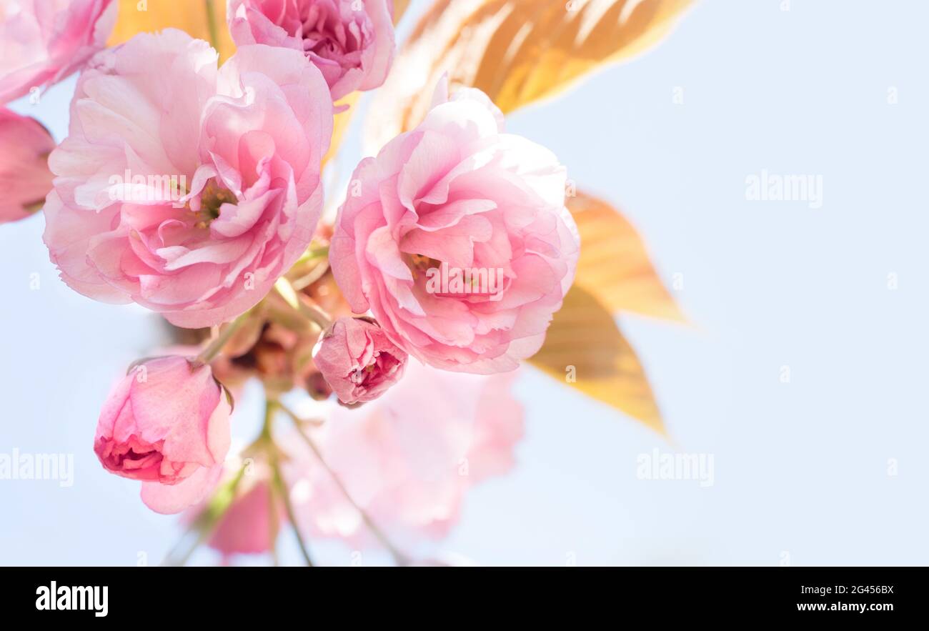 Beautiful Cherry blossom, pink sakura flower Stock Photo - Alamy
