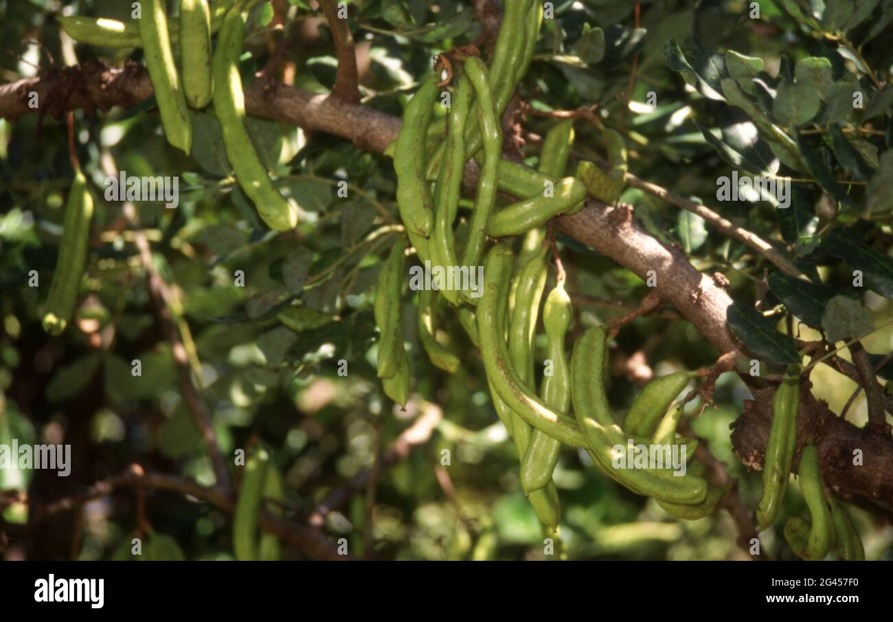 Edible pods ripening on the Carob tree (Ceratonia siliqua Stock Photo