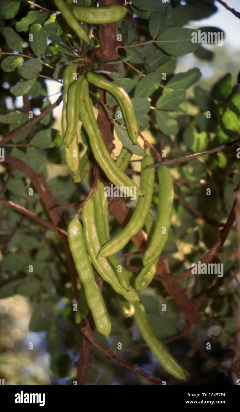 Carob tree ceratonia siliqua hires stock photography and images Alamy
