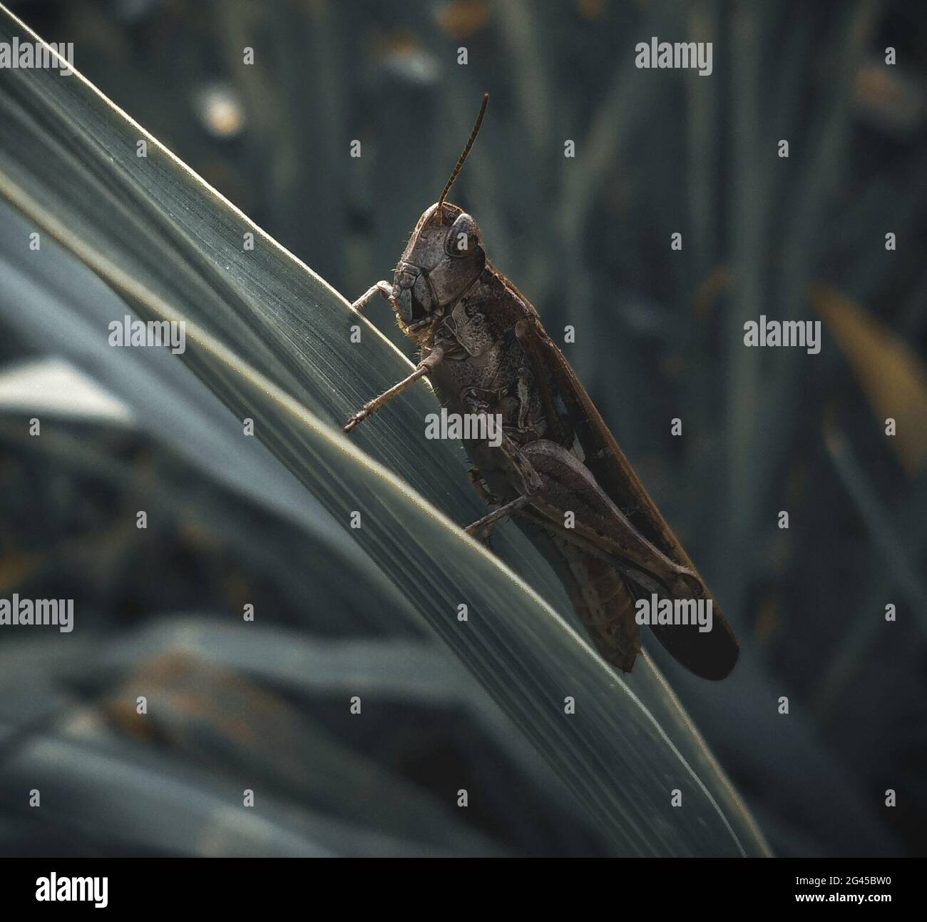 A grasshopper image with a leaf. Stock Photo
