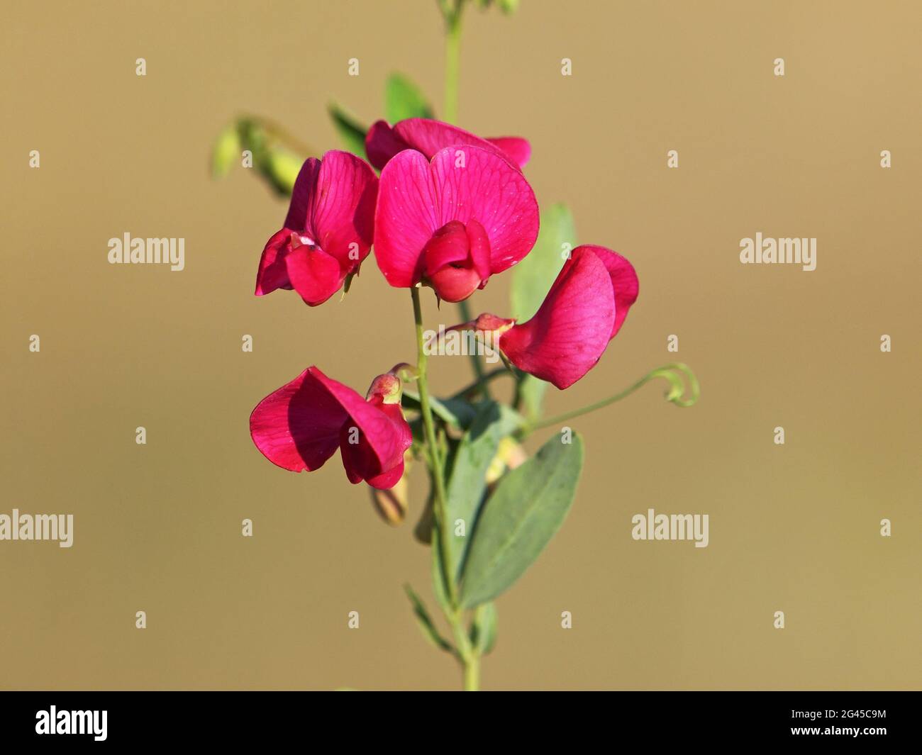 Red flower of Earthnut pea, Lathyrus tuberosus Stock Photo