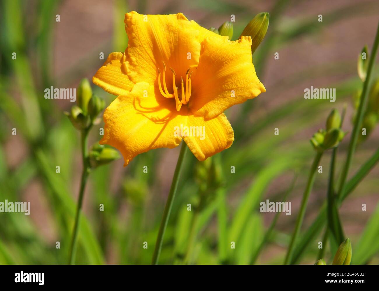 Reblooming Daylily, Hemerocallis Stella de Oro Stock Photo