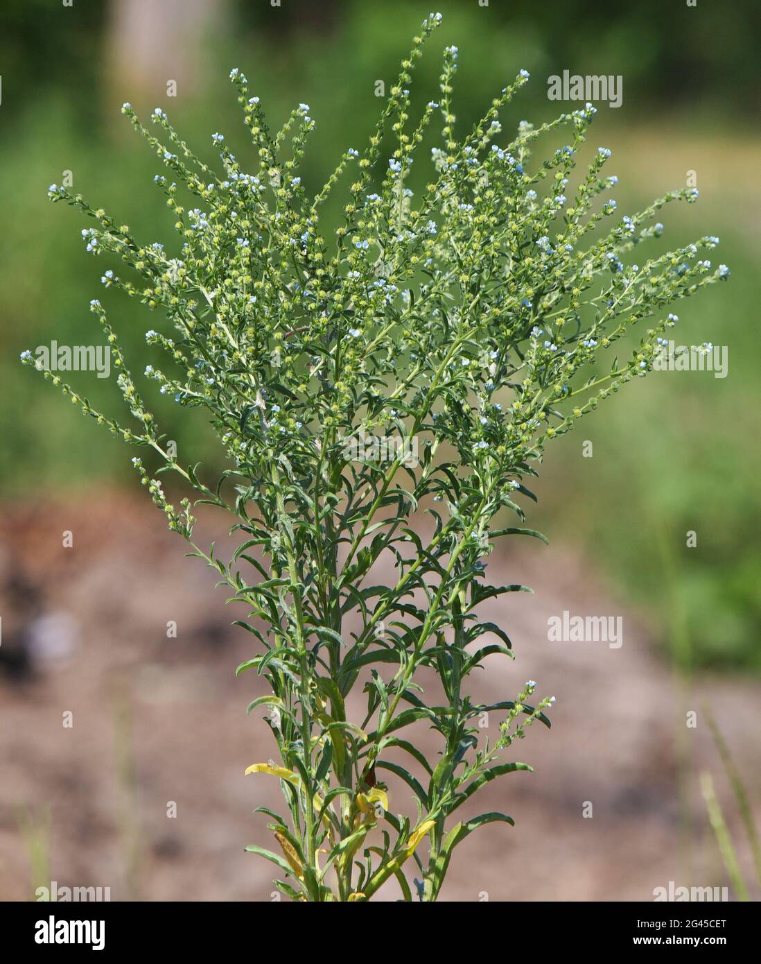 Blooming plant of European stickseed, Lappula squarrosa Stock Photo