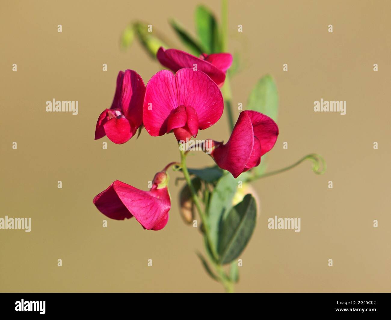 Red flower of Earthnut pea, Lathyrus tuberosus Stock Photo