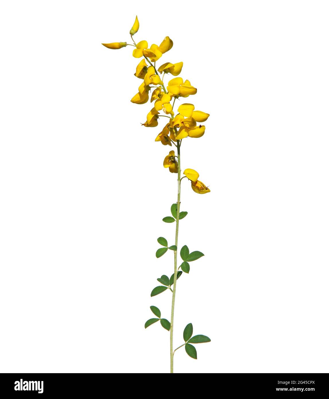 Yellow flowers of black broom, Lembotropis nigricans Stock Photo