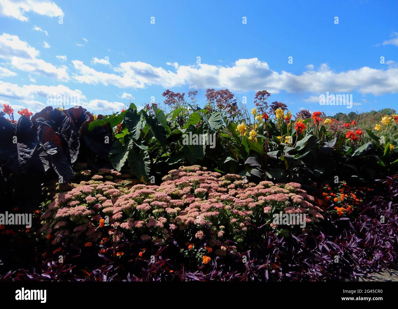 Beautiful flowers around the Niagara falls during summer/Ontario/Canada Stock Photo Alamy