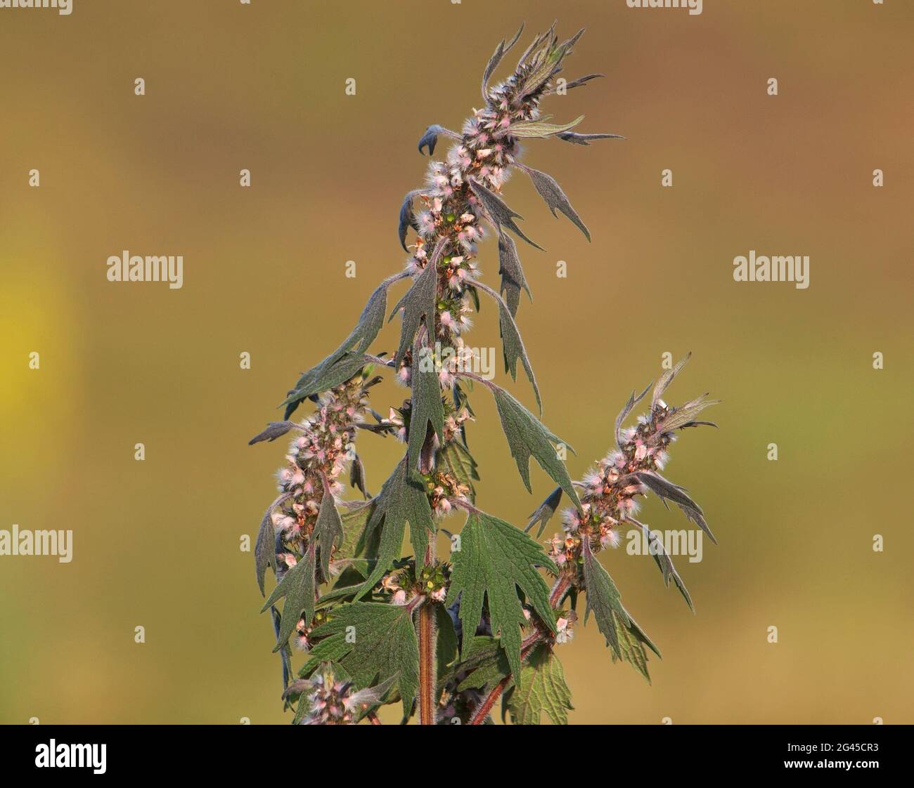 Motherwort blooming plant, Leonurus cardiaca Stock Photo