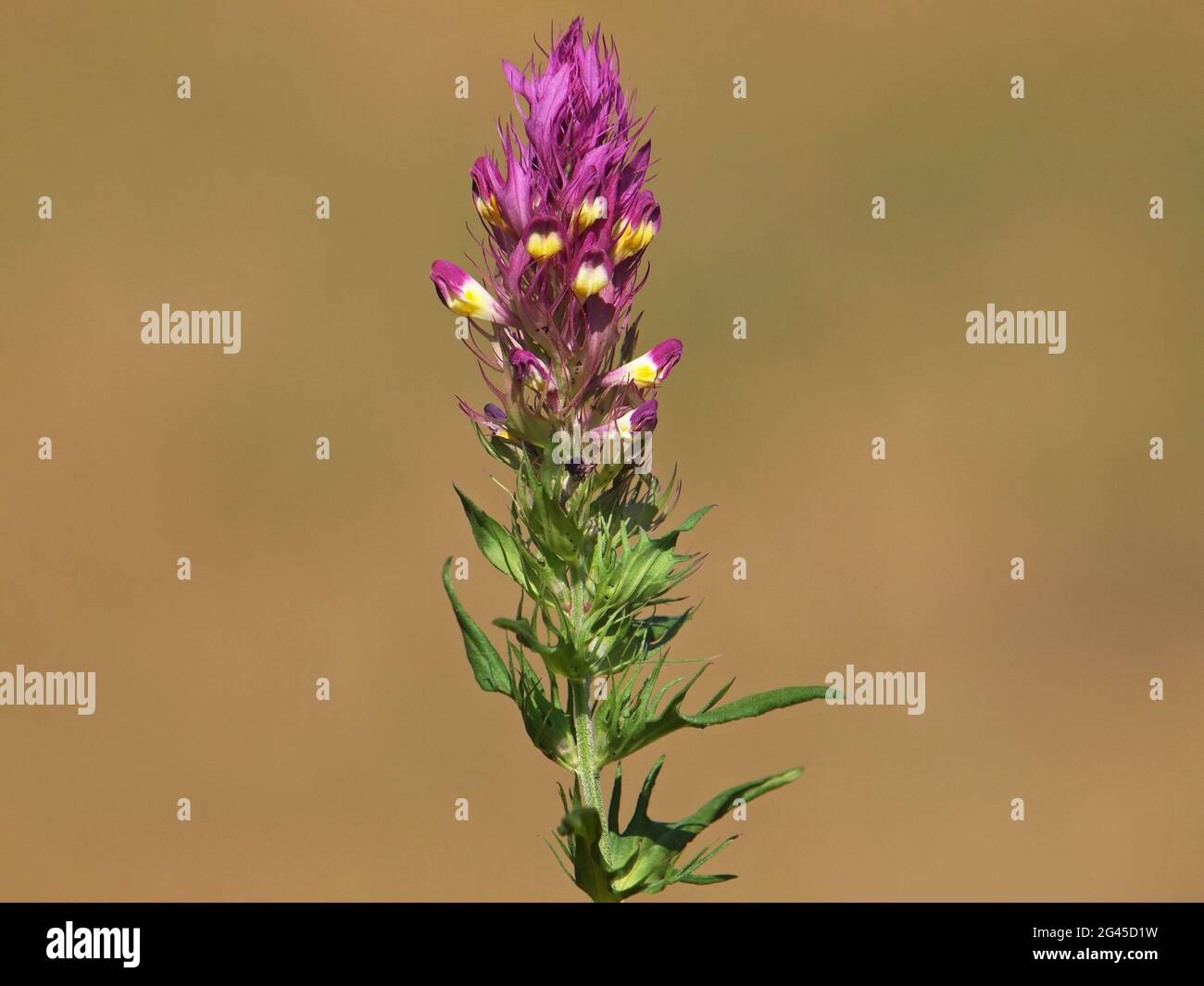Field cow-wheat wild flower, Melampyrum arvense Stock Photo
