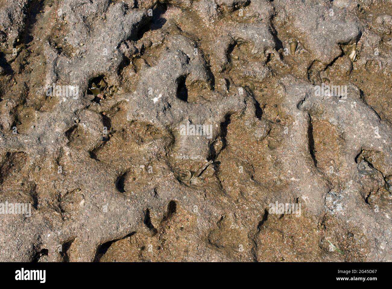 Porous Sea Rocks Porous sea stone piece rock hi-res stock photography and images - Alamy