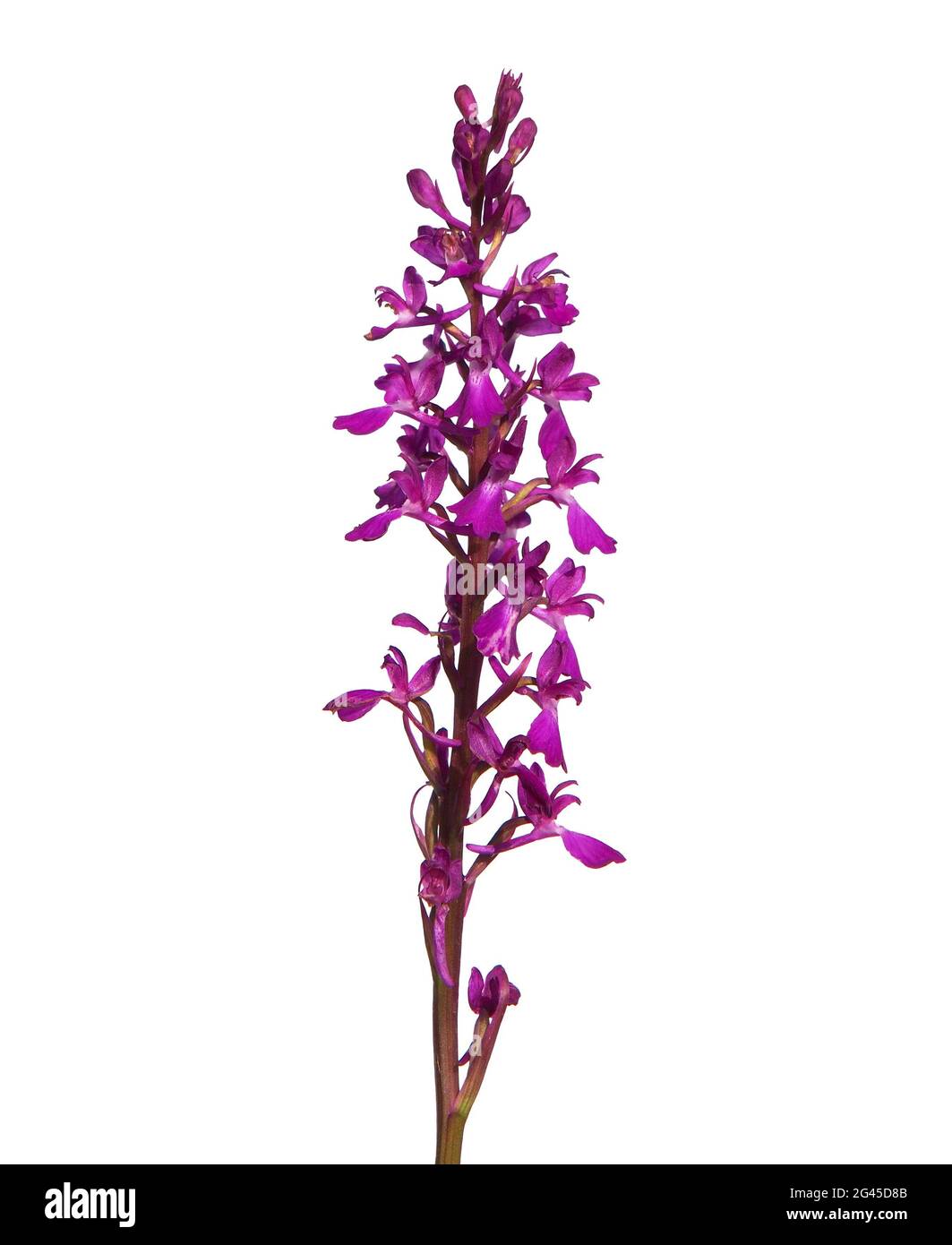 Elegant marsh orchid isolated on white, Orchis palustris ssp. Elegans Stock Photo