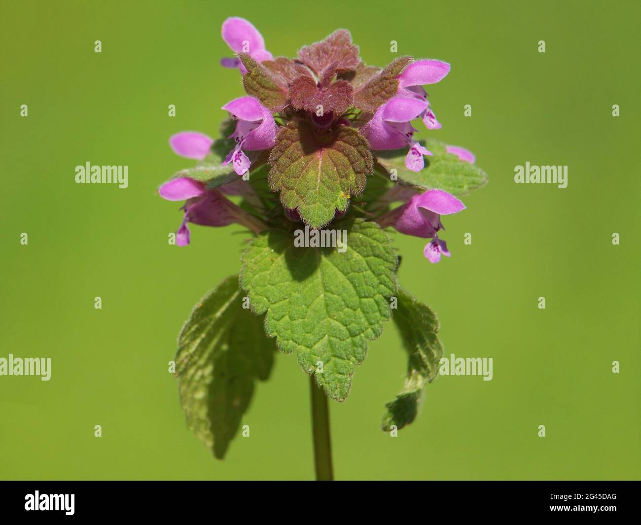 Purple Deadnettle plant, Lamium purpureum Stock Photo - Alamy