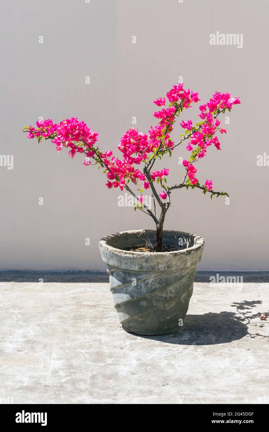 A beautiful Bougainvillea (pink paper flower) showiest vine on terrace garden Stock Photo