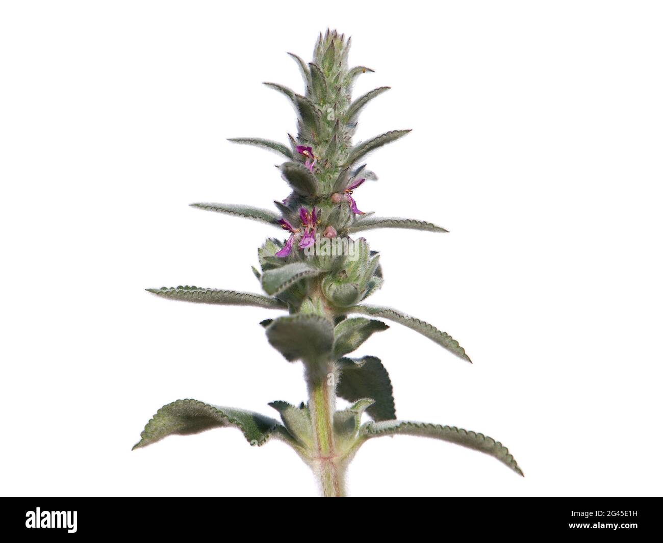 Downy woundwort blooming plant isolated on white, Stachys germanica Stock Photo