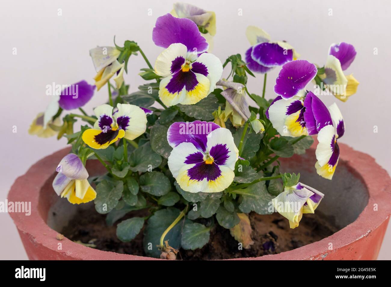 A plant full with beautiful purple white and yellow Garden Pansies (Viola tricolor) flowers on terrace garden. Stock Photo