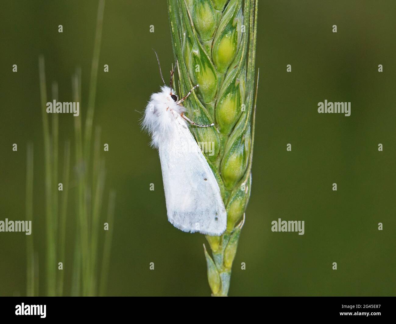 The agreeable tiger moth, Spilosoma congrua, on a wheat ear Stock Photo ...