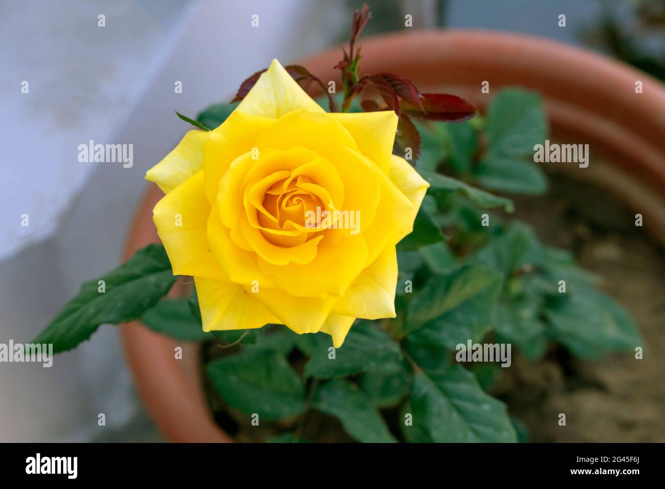 Beautiful yellow garden rose plant on terrace garden Stock Photo