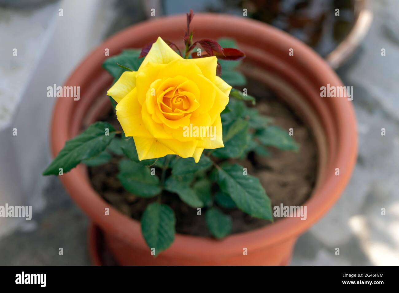 Beautiful yellow garden rose plant on terrace garden Stock Photo