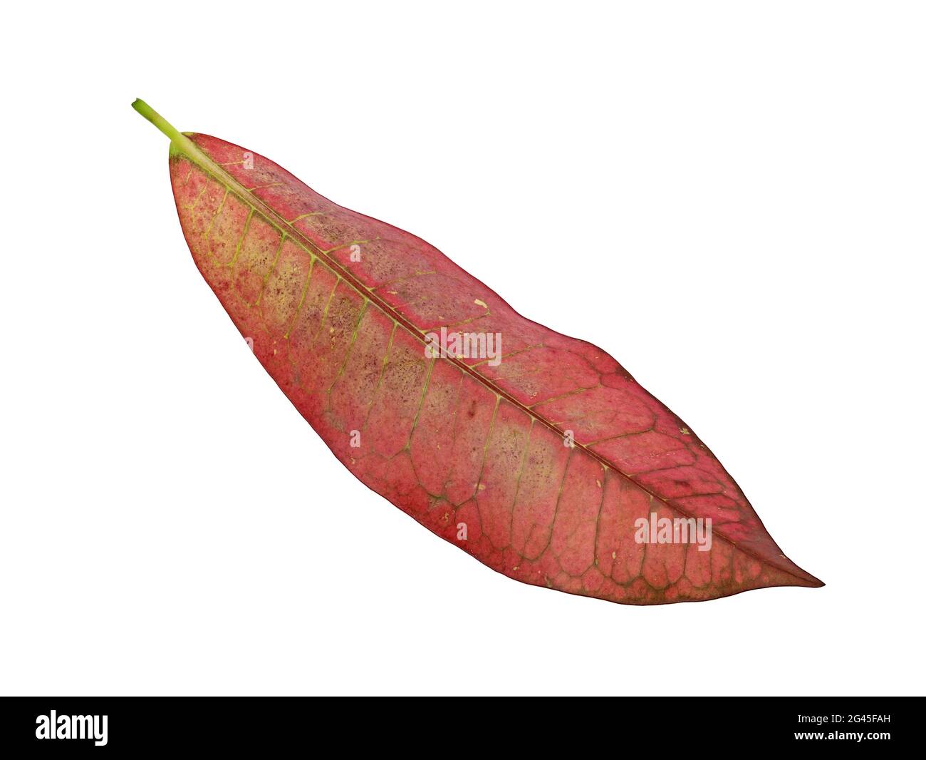 red autumn leaf isolated on white background Stock Photo