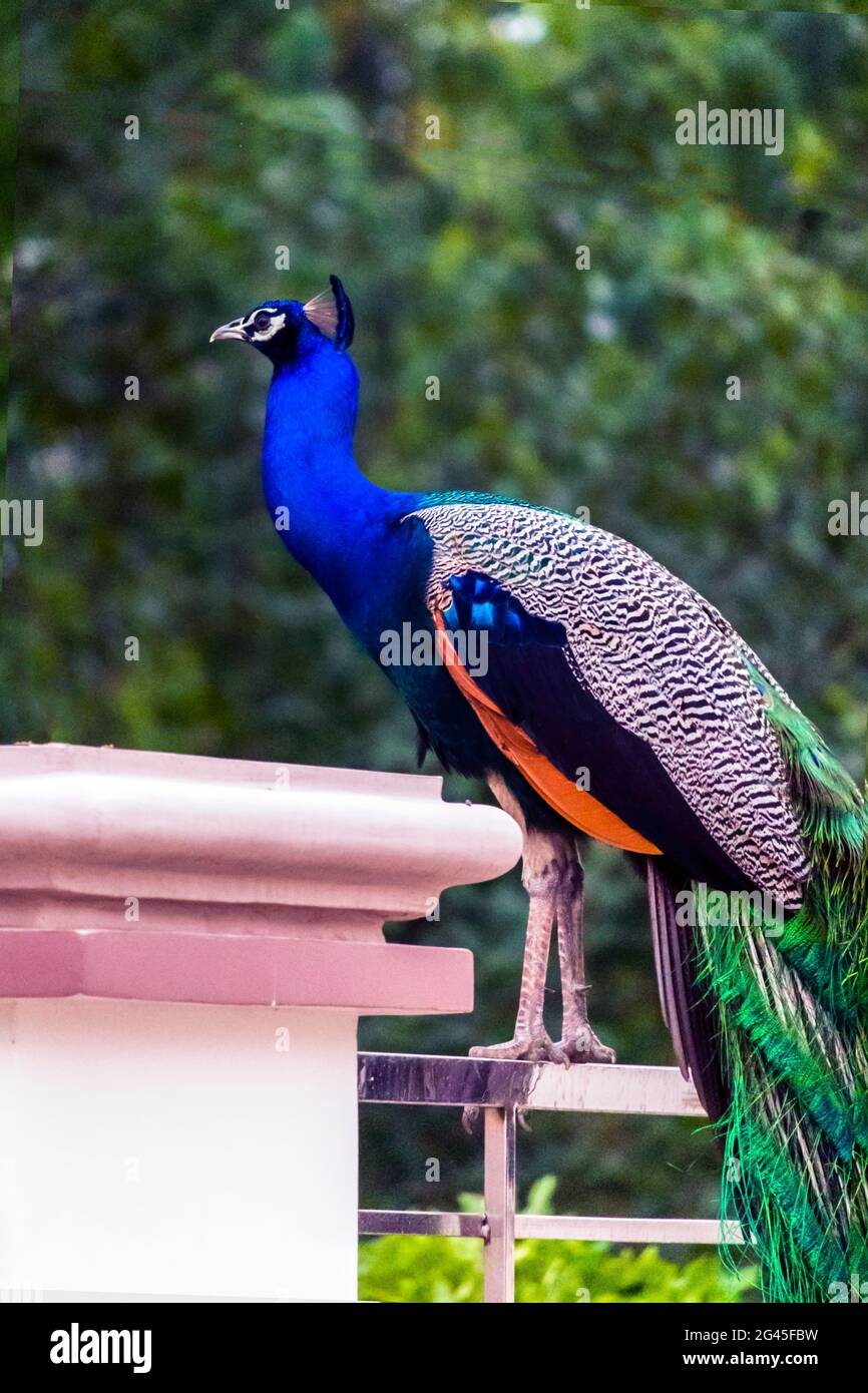 Indian,National,bird,Peacock,in Jhargram Zoo,West Bengal,India Stock Photo  - Alamy