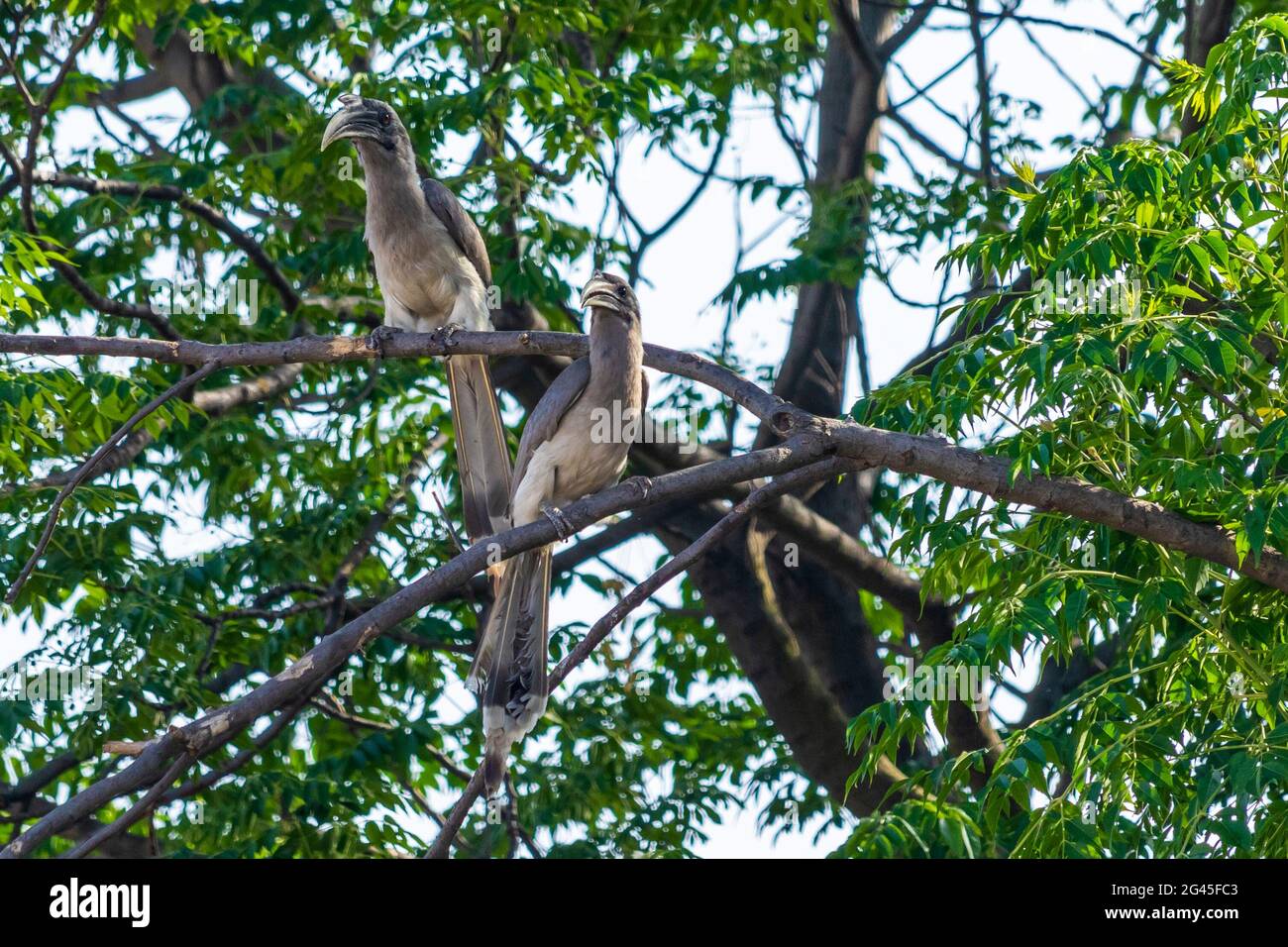 A pair of Indian Grey Hornbills on a tree branch Stock Photo