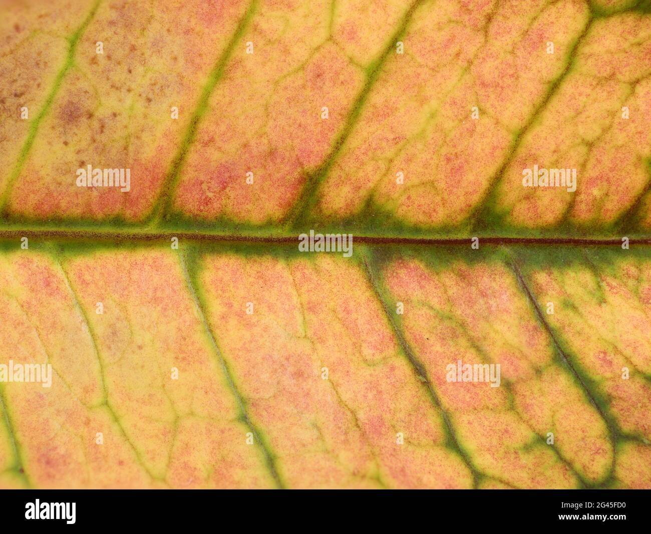 close up of autumn leaf texture as background Stock Photo