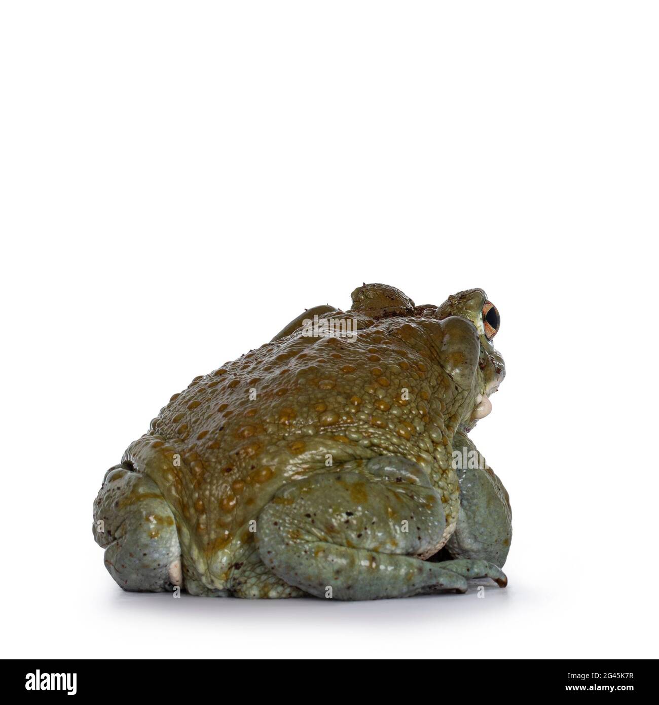 Bufo Alvarius aka Colorado River Toad, sitting backwards.Isolated on white background. Stock Photo