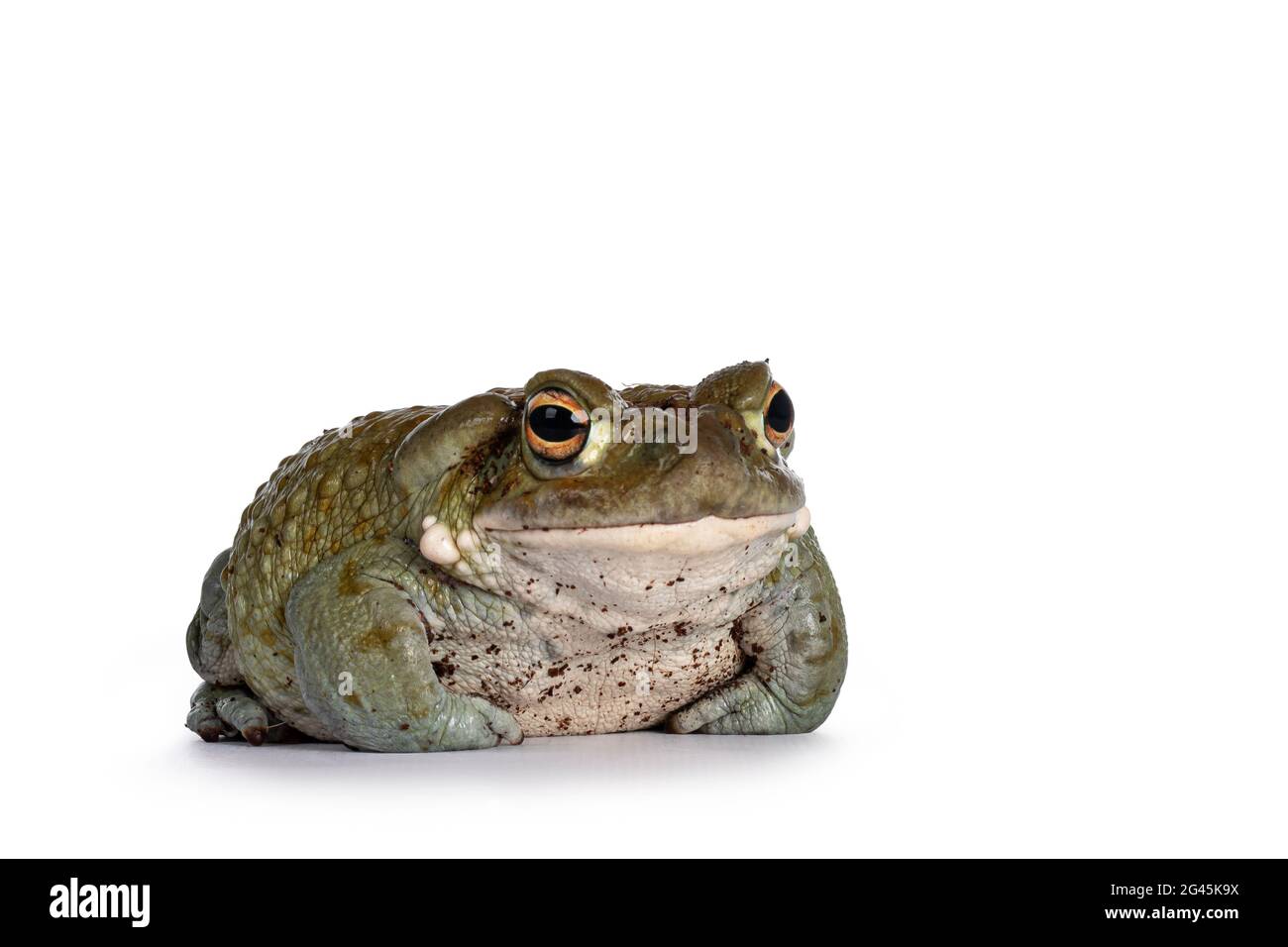 Bufo Alvarius aka Colorado River Toad, sitting facing front. Looking ahead with golden eyes. Isolated on white background. Stock Photo