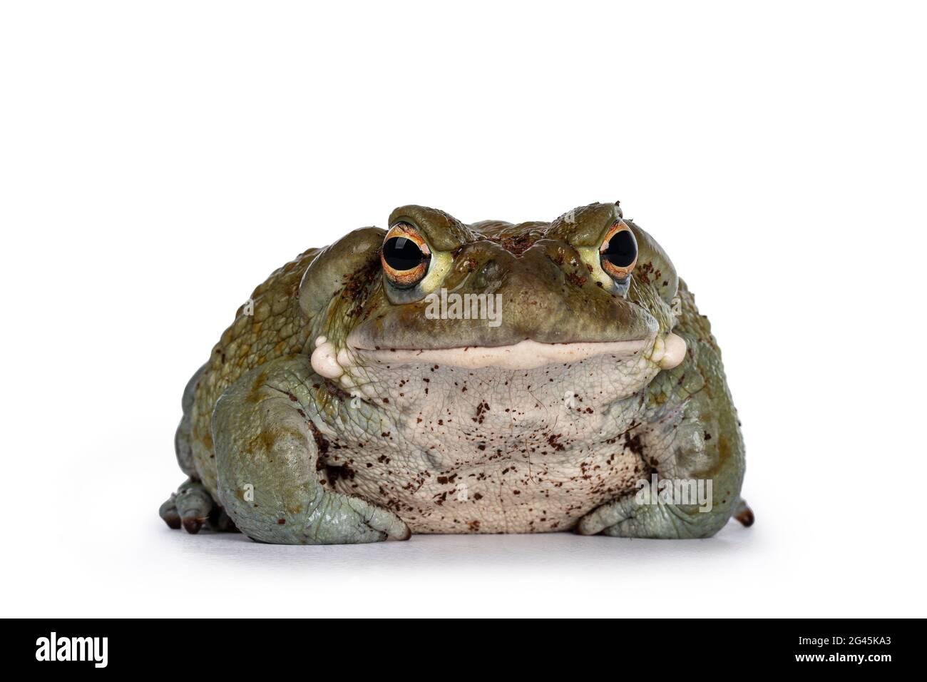 Bufo Alvarius aka Colorado River Toad, sitting facing front. Looking to camera with golden eyes. Isolated on white background. Stock Photo