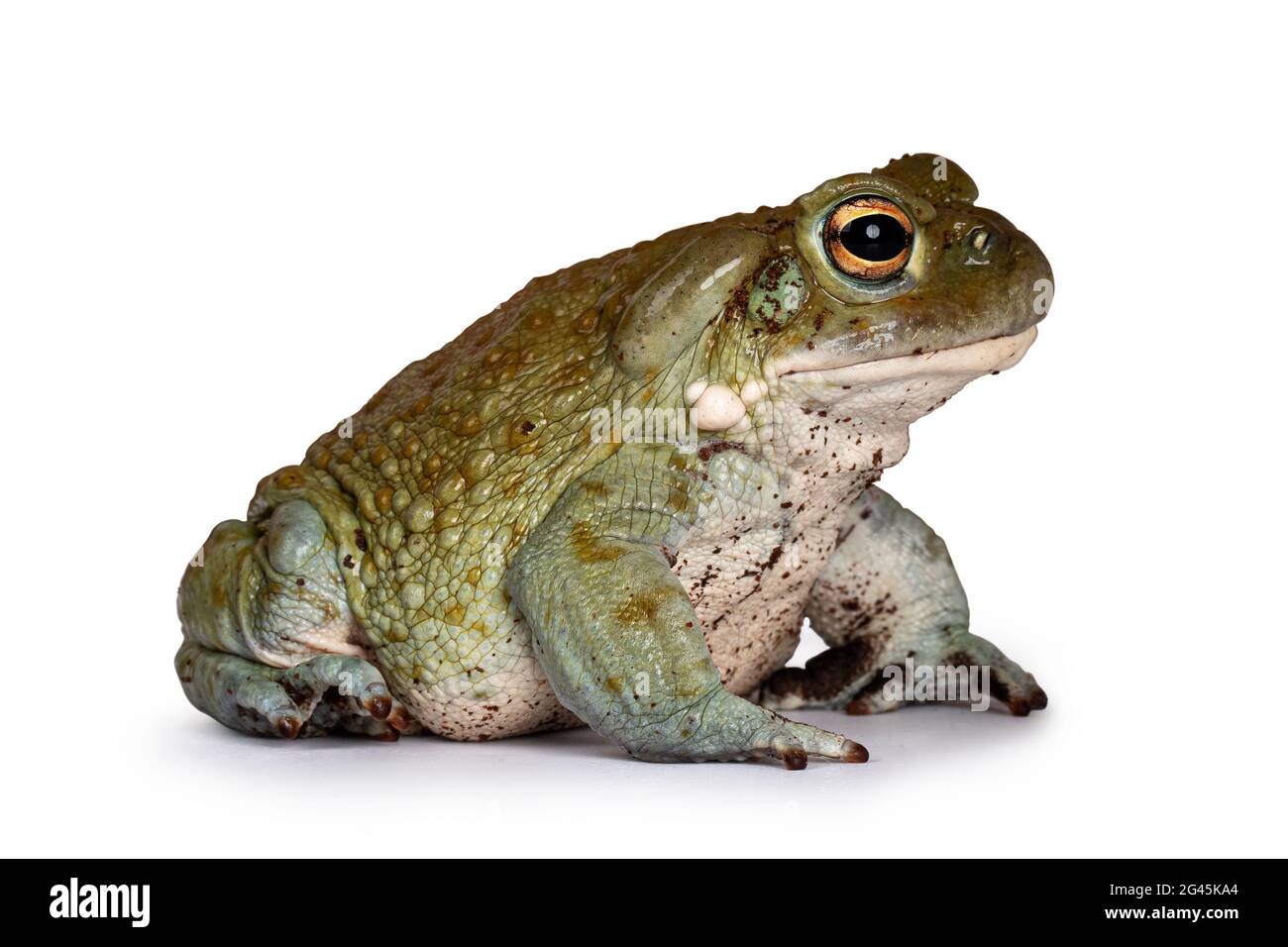 Bufo Alvarius aka Colorado River Toad, sitting side ways. Looking ahead with golden eyes. Isolated on white background. Stock Photo