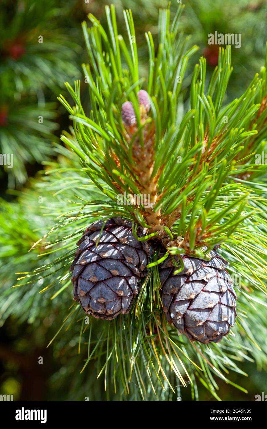 Pinus sibirica or Siberian pine Stock Photo