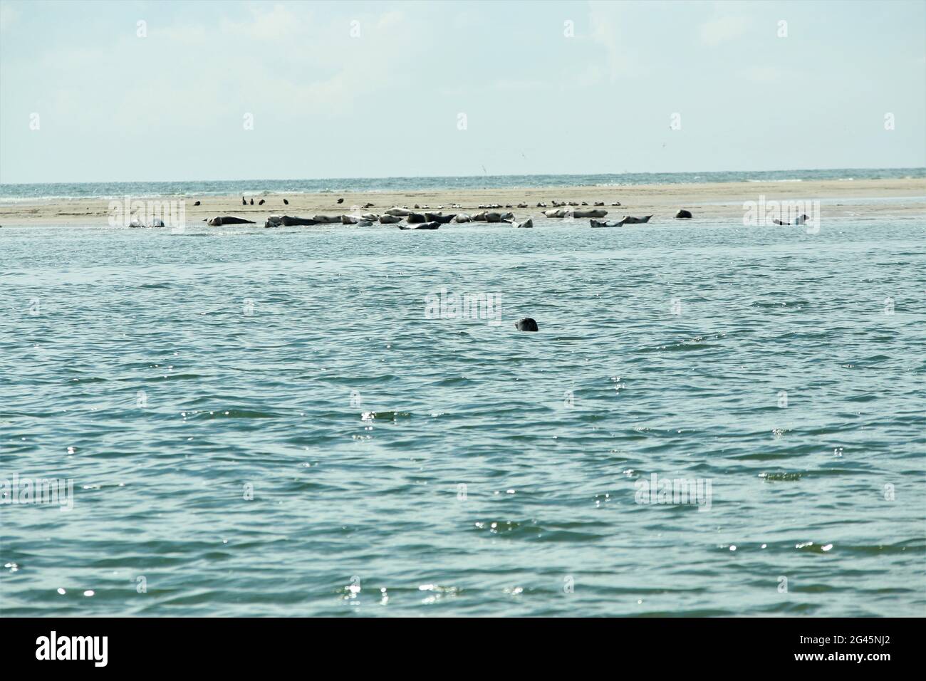 A group of seals laying on a sand bank and swimming in the water Stock Photo
