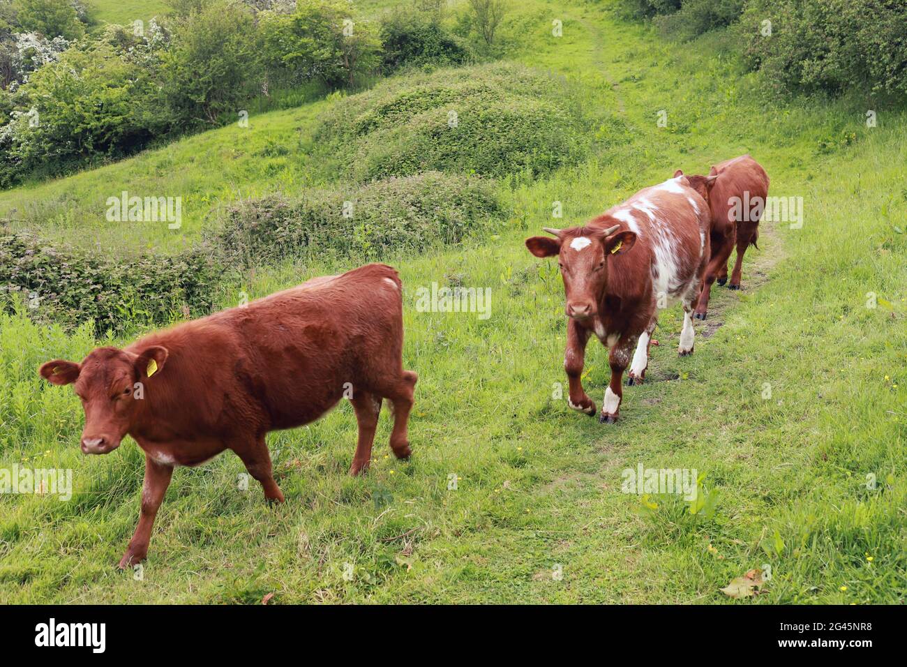 Brown and white coloured cows in a green field, Isle of Wight, England ...