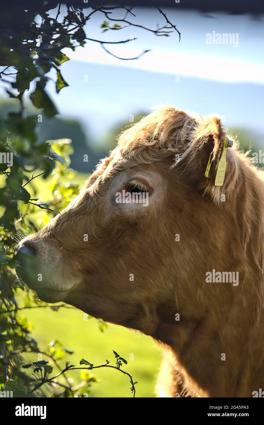 Beautiful closeup view of brown cows with yellow ear tags for identification peacefully grazing at farm near Puck's Castle Ln, Ballycorus, Co. Dublin Stock Photo