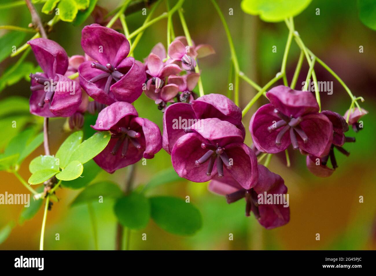 Akebia quinata Chocolate Vine Chocolate Vine flower Stock Photo - Alamy