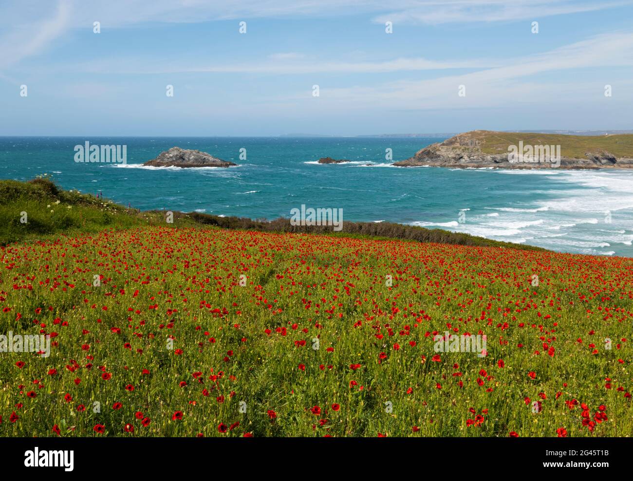 West Pentire Poppies Cornwall Stock Photo