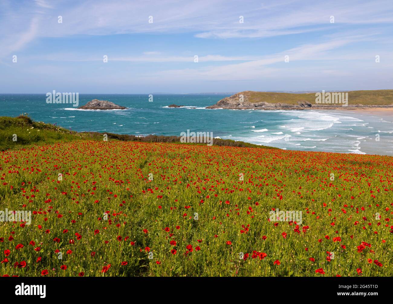 Poppies at West Pentire Cornwall Stock Photo