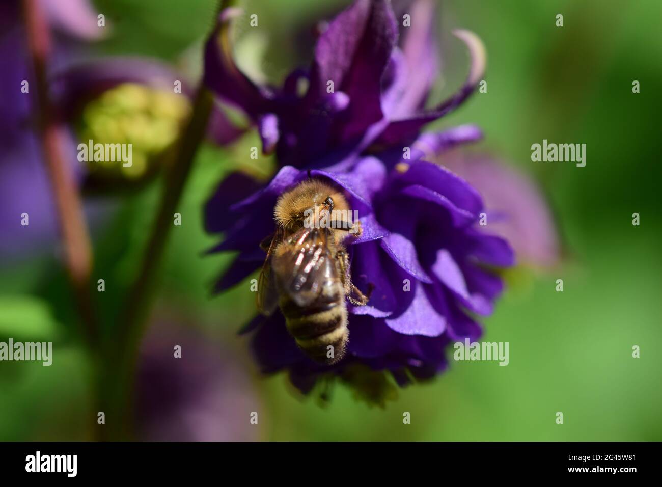 closeup of a honey bee on a purple flower against a blurred green background Stock Photo