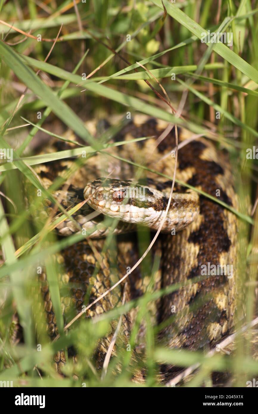 European Adder Vipera berus hiding in grass Stock Photo