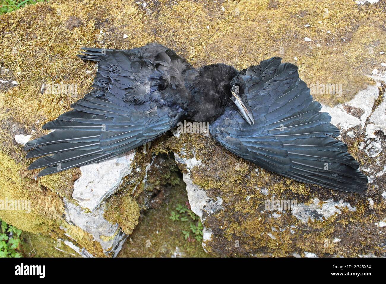 Dead Carrion Crow Stock Photo