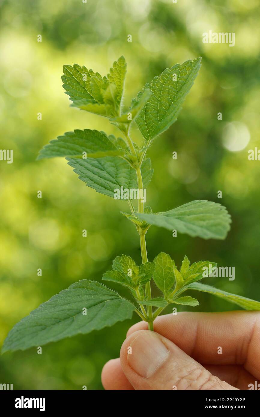 Lemon balm. Melissa officinalis. Stock Photo