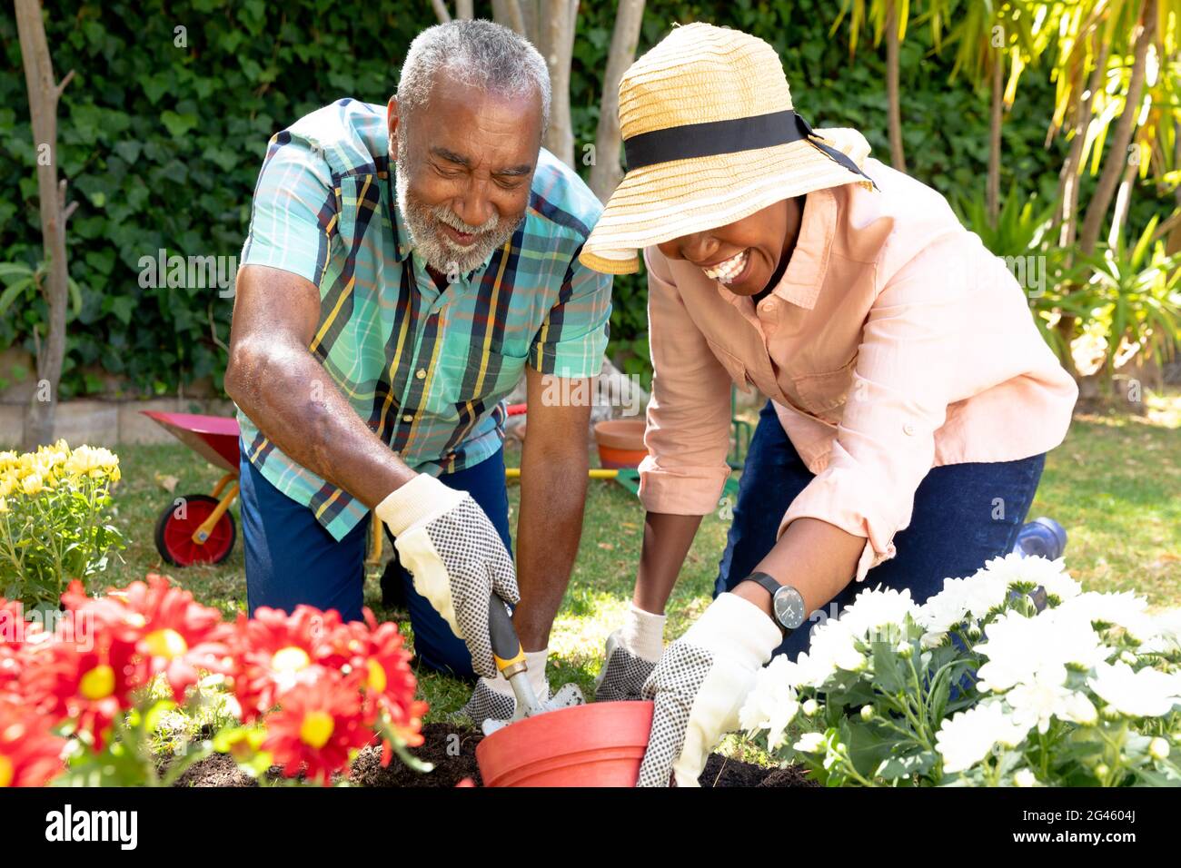 Senior African American couple planting flowers in their garden Stock ...