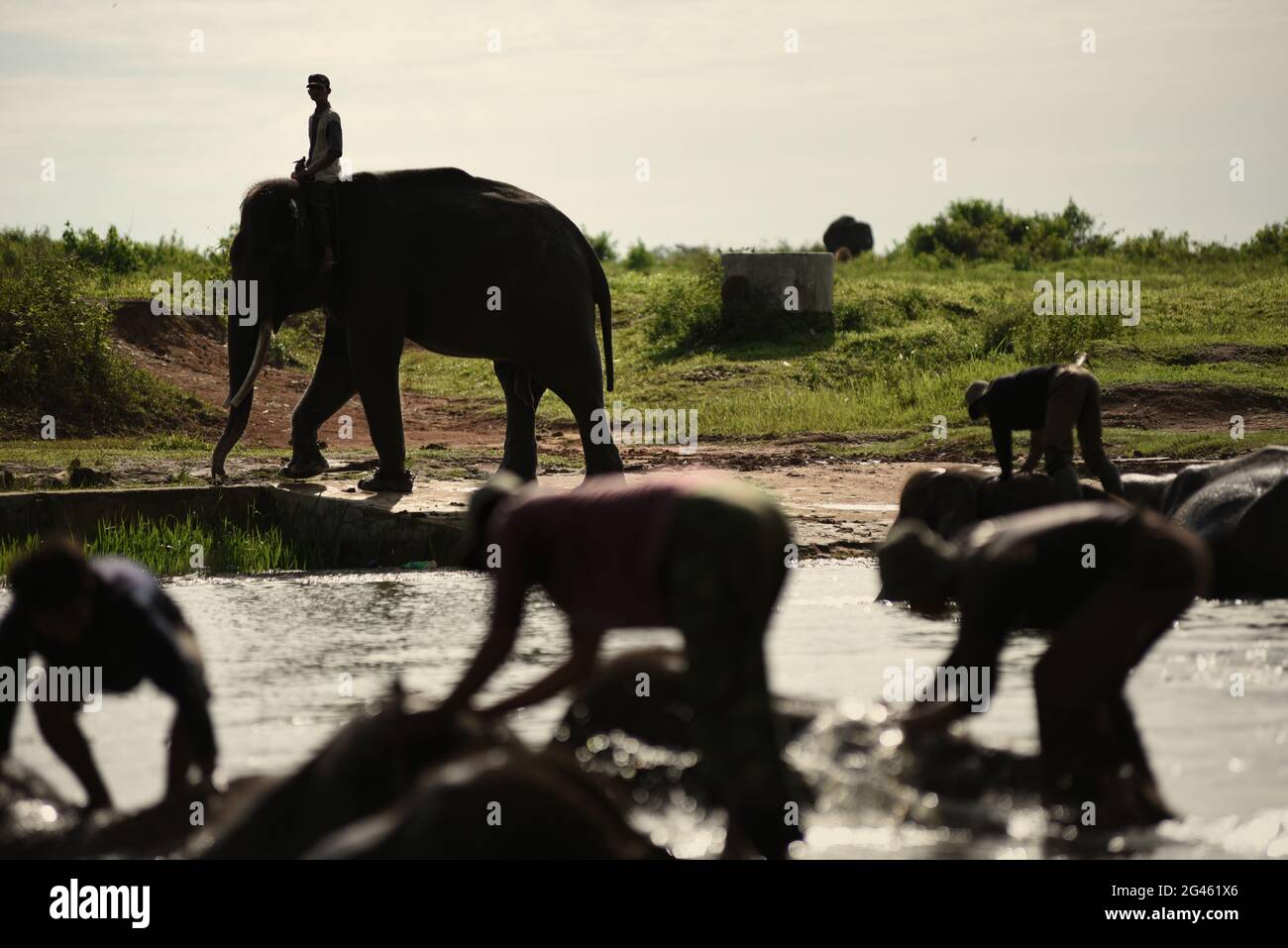 Mahouts bathing elephants at Sumatran elephant rehabilitation center in Way Kambas National Park, Indonesia. Stock Photo