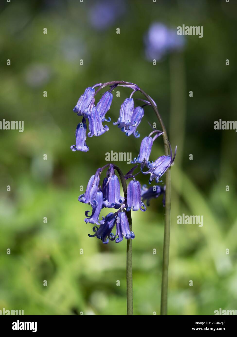 a pair of two  isolated close up detail arching English Bluebells stem against bokeh background in bright sunshine Stock Photo
