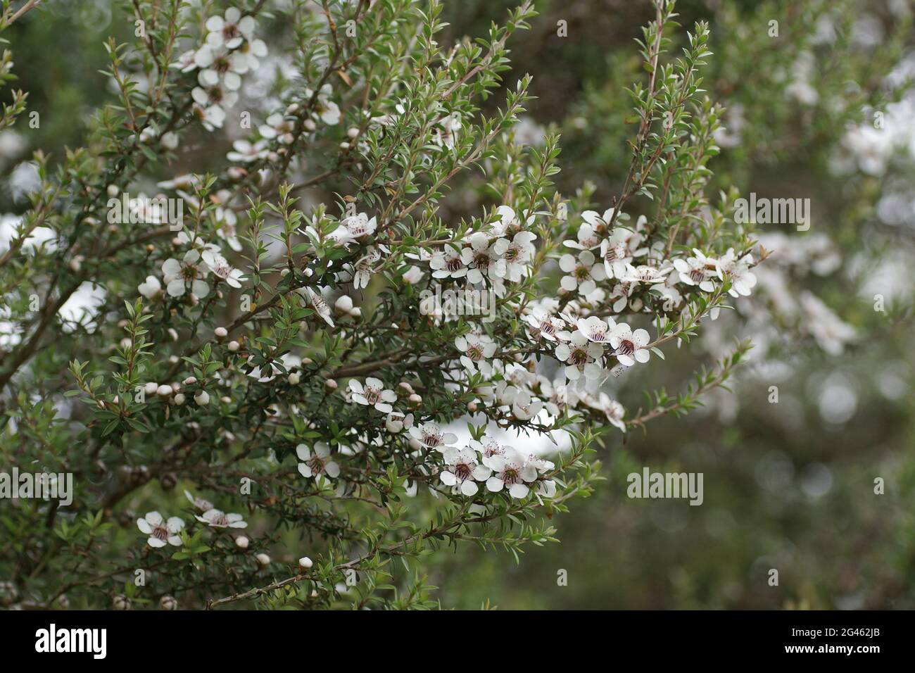 Leptospermum scoparium Stock Photo