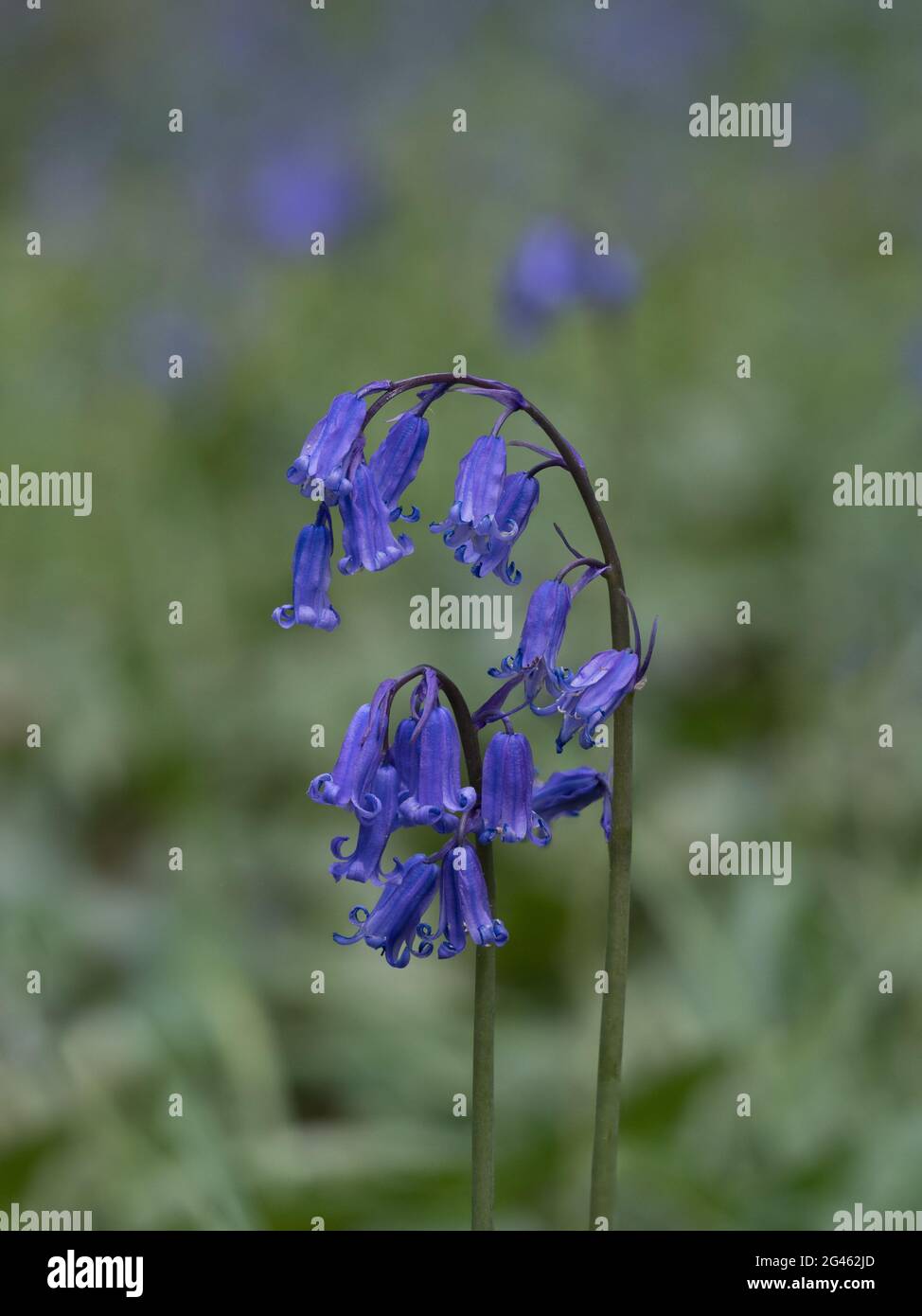 a pair of two  isolated close up detail arching English Bluebells stem against bokeh background in even light Stock Photo